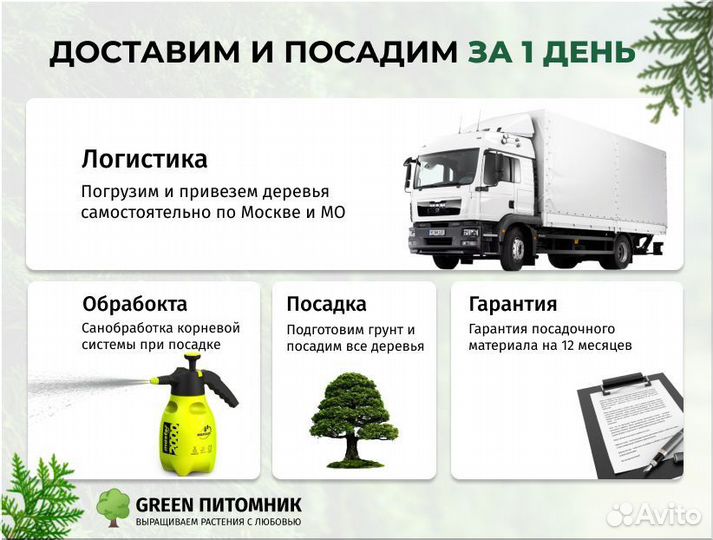 Туя Смарагд для живой изгороди