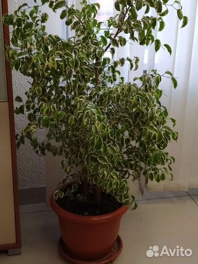 Фикус барок варегатный
