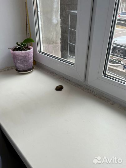 Пластиковые евроокна бу