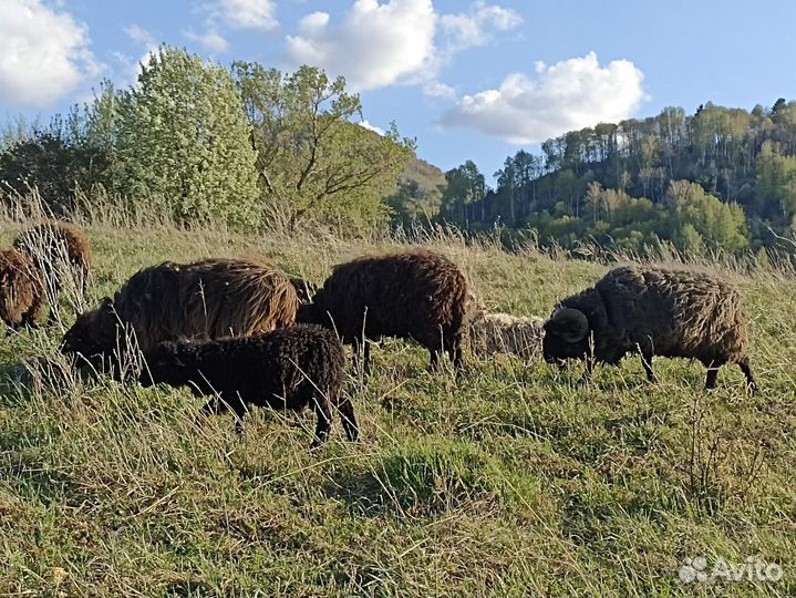 Овцы бараны ягнята