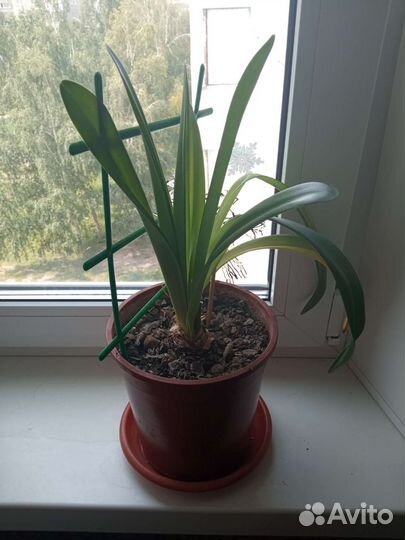 Комнатные цветы Гиппеаструм