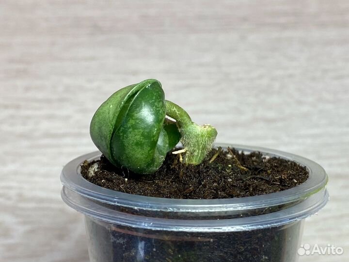 Hoya compacta 'Jodie's Silver'/Хойя Джоди сильвер