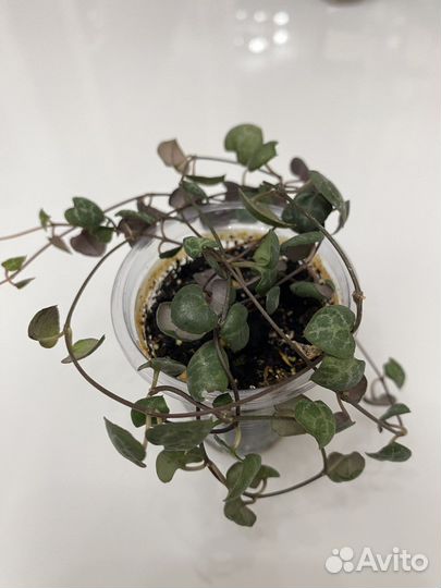 Церопегия вуда