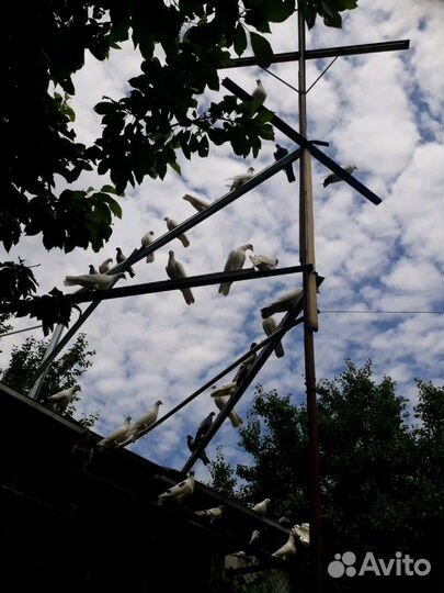 Голуби для торжеств