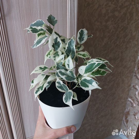 Фикус Бенджамина Твилайт