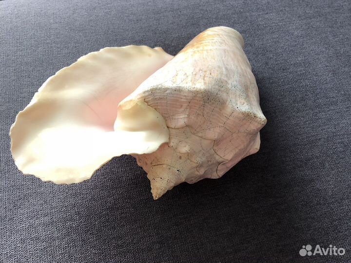 Большая морская раковина