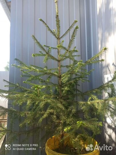 Ель живая