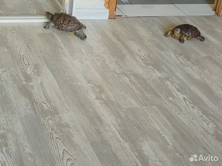 Красноухая черепаха бесплатно