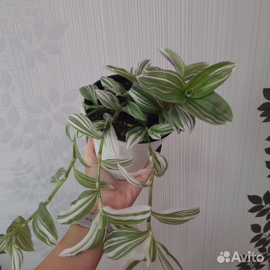 Традесканция