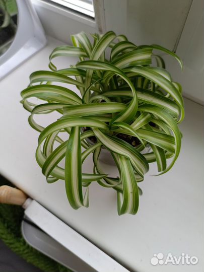 Хлорофитум кудрявый