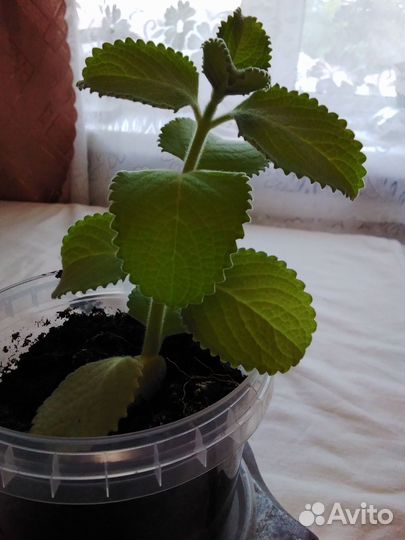 Мята домашняя