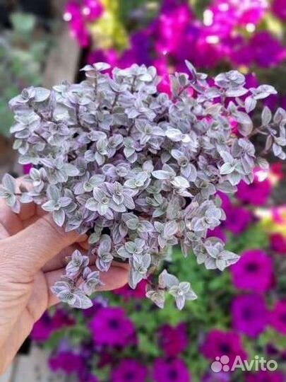 Традесканция, коллизия