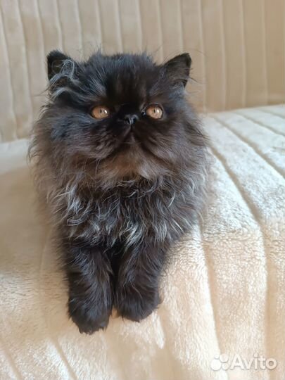 Персидские котята