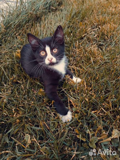 Котенок в дар бесплатно