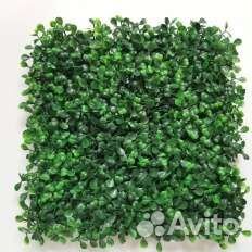 Газон самшит