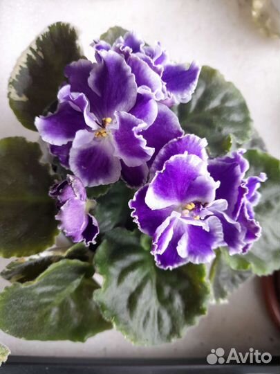 Фиалки пестролистные