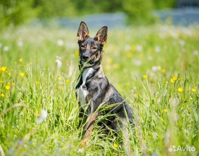 Маленькая собака в дар в добрые руки