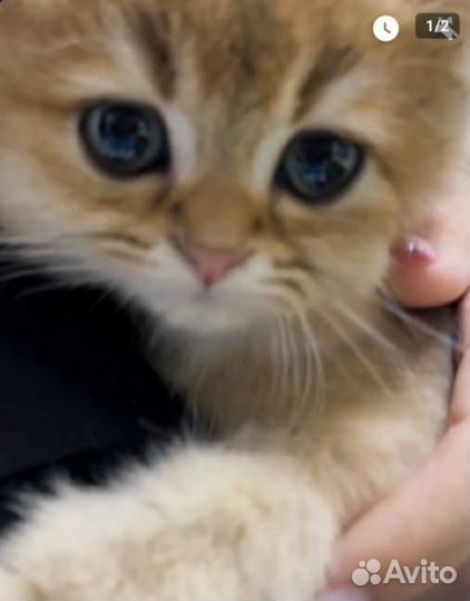 Золотой пухляш Рикки из питомника