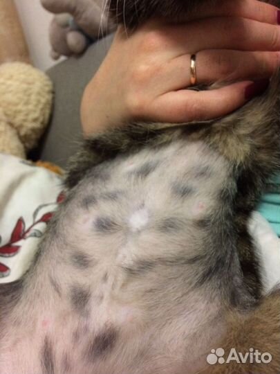 Стерилизация кошек. Стерилизация собак. С выездом