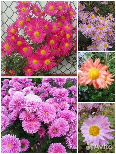 Ирисы, хризантемы, примулы