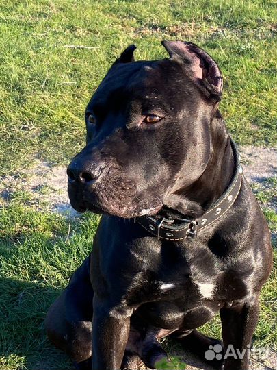 Питбультерьер. Вязка