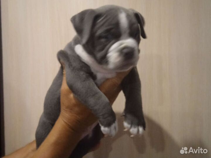 Американский булли