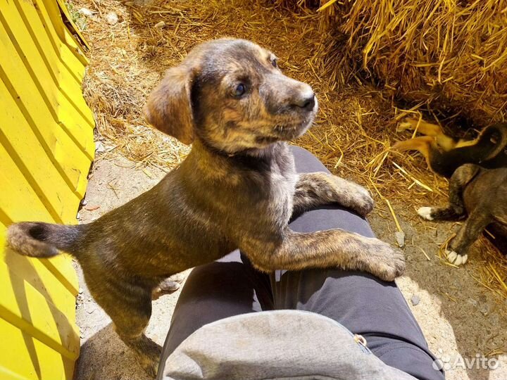 Щенки мальчики и девочка