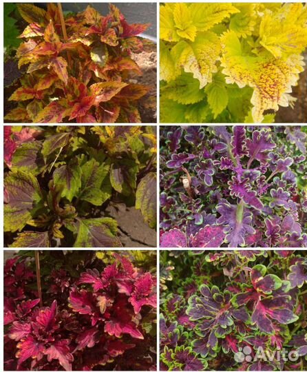 Колеусы вегетативные