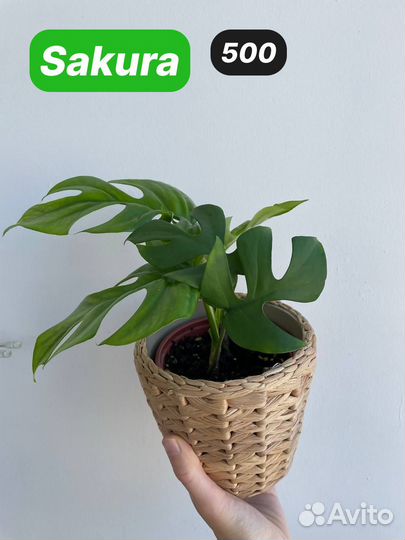 Монстера рафидофора