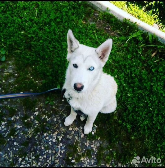 Передержка животных