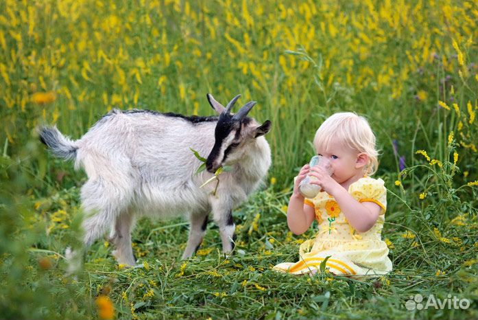 Козочки козлята