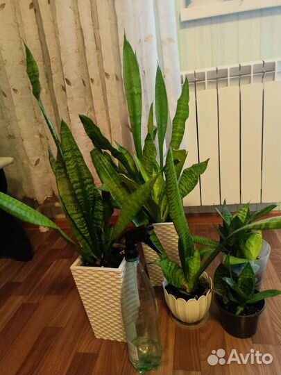 Тёщин язык Ханни, Хамедорея