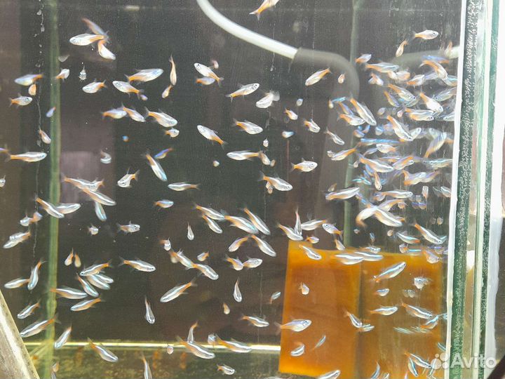 Аквариумные рыбки и растения,хелены,теодоксусы
