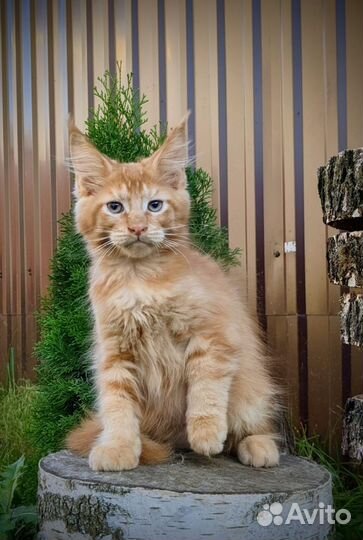 Котята Мейн-кун