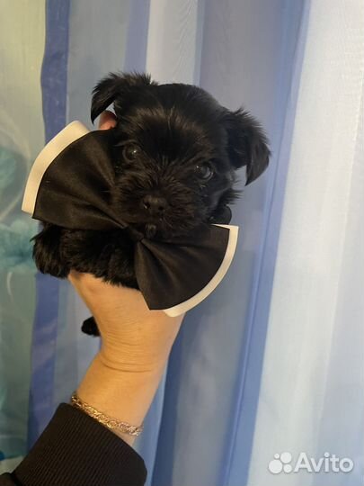 Йоркширский терьер