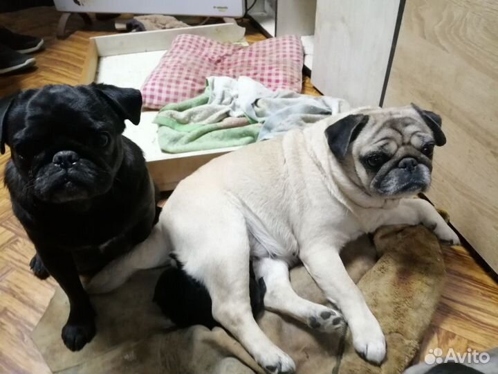 Продам щенков мопса