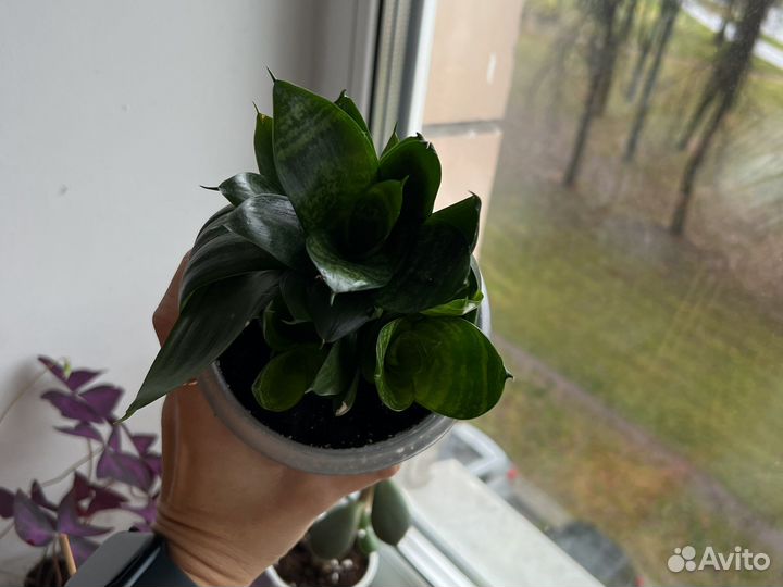 Сансевиерия взрослое комнатное растение