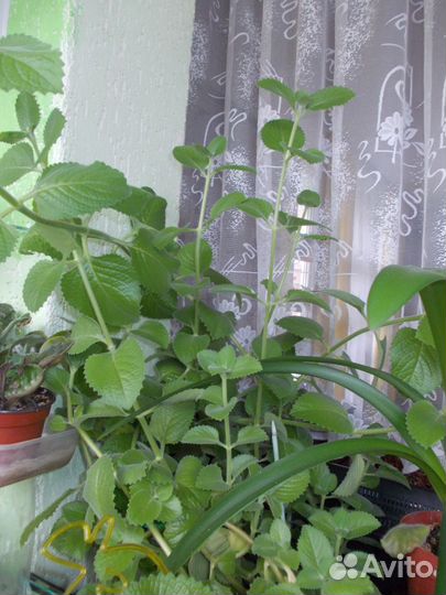 Продаю мяту комнатную 