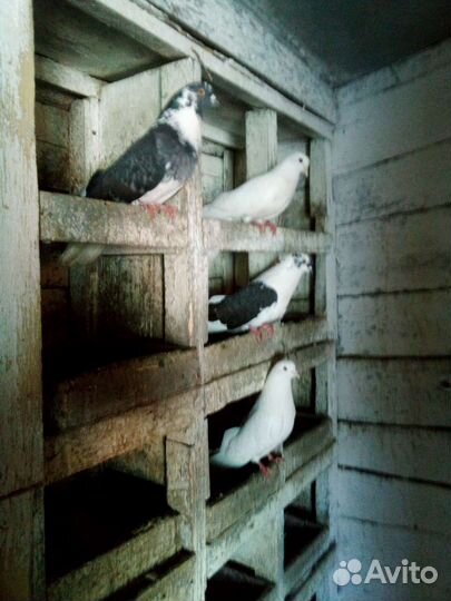 Продажа голубей