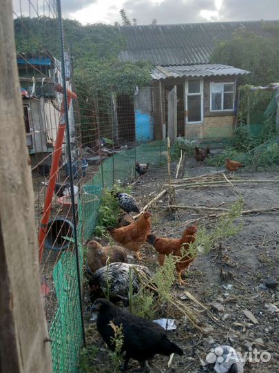 Продам молодняк кур несушек