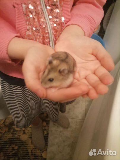 Джунгарский хомяк