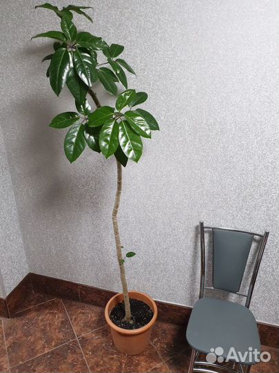 Шеффлера Амате (Schefflera Amate)