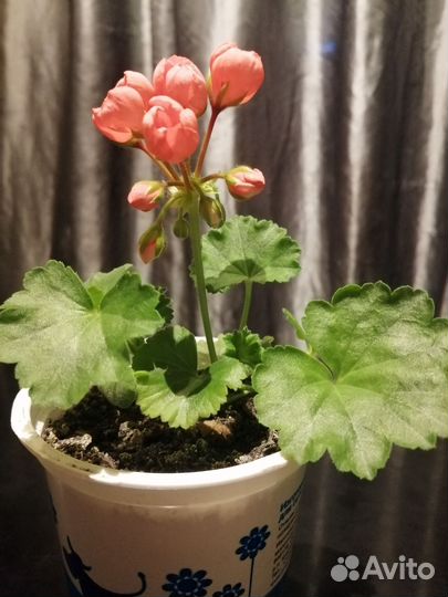Пеларгония герань тюльпановидная коллекционная