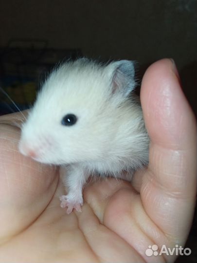 Маленькие хомки ищут дом. Сирийский хомяк