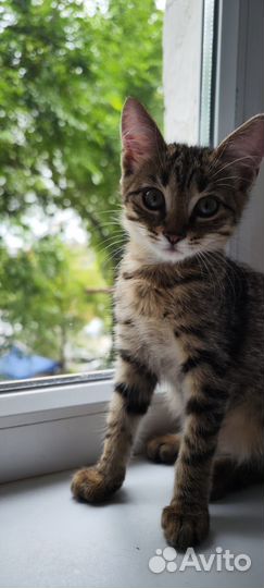 Отдам котят в добрые руки