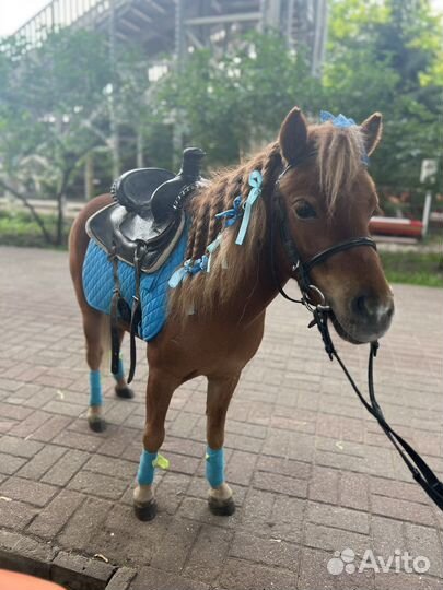 Катание на лошадях, фотосессии, праздники