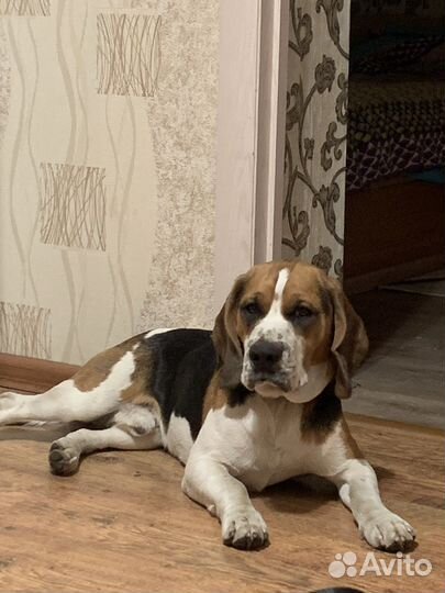 Вязка бигль