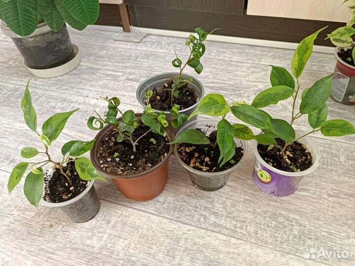 Фикусы Бенджамина замиокуликас бегония молочай