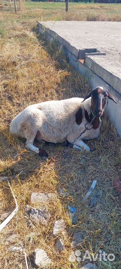 Овцы бараны