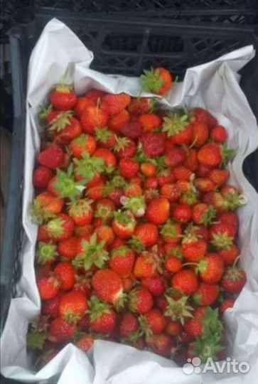 Клубника Байкальская